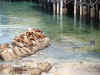 sealions0020.jpg (416072 bytes)