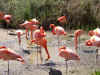 flmzoo.jpg (314463 bytes)