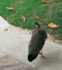peacock012.jpg (54464 bytes)